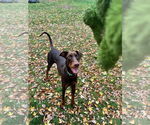 Small #8 Doberman Pinscher