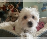 Small Photo #3 Zuchon Puppy For Sale in RENO, NV, USA