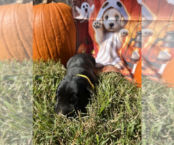Medium Photo #6 Labrador Retriever Puppy For Sale in NEOLA, WV, USA