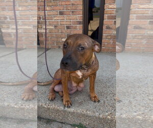 American Pit Bull Terrier-Unknown Mix Dogs for adoption in Jackson, MS, USA