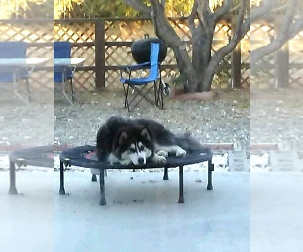 Medium Photo #3 Siberian Husky Puppy For Sale in  Ramona, CA, USA