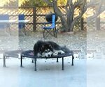 Small #2 Siberian Husky