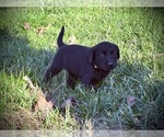 Small #4 Labrador Retriever
