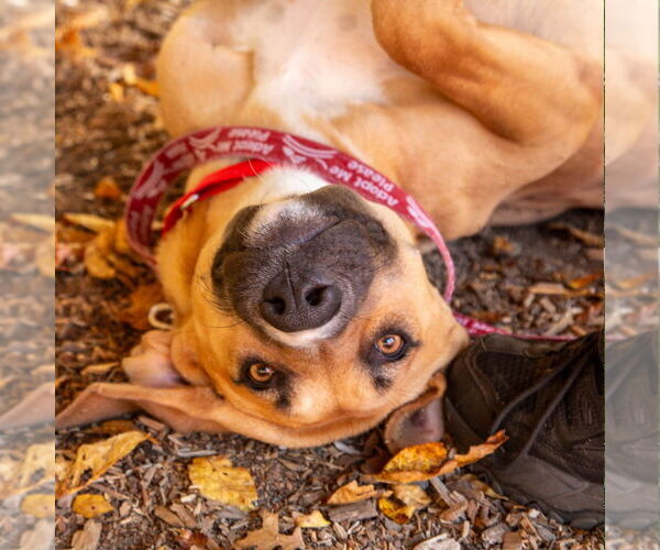 Medium Photo #5 Mutt Puppy For Sale in Canton, CT, USA