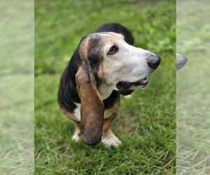 Rosey - Female Basset Hound Dog for Adoption - Photo #2