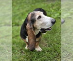 Small Photo #2 Basset Hound Puppy For Sale in Brookville, OH, USA