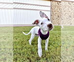 Small #6 Mutt