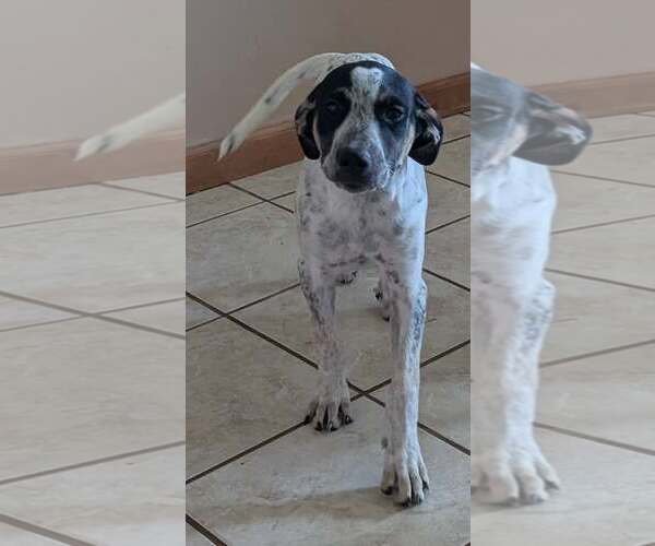 Medium Photo #3 Labrador Retriever-Unknown Mix Puppy For Sale in Crystal, MN, USA