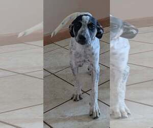 Cookie's Puppies *Help! We need a foster home!* - Female Labrador Retriever-Unknown Mix Dog for Adoption - Photo #3