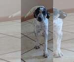 Small #2 Labrador Retriever Mix