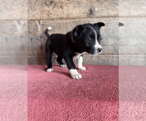 Medium Photo #12 Border Collie Puppy For Sale in VERMONTVILLE, MI, USA