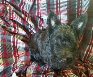 Mother of the Scottish Terrier puppies born on 10/20/2019