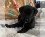 Small #1 Labrador Retriever Mix