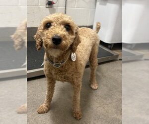 Poodle (Miniature) Dogs for adoption in Forestville, MD, USA