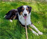 Small Australian Shepherd