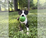 Small #4 Boxer Mix