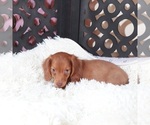 Image preview for Ad Listing. Nickname: Rusty