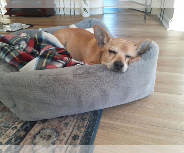 Medium Photo #2 Chihuahua-Unknown Mix Puppy For Sale in Woodbury, NY, USA