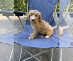 Puppy Lita Goldendoodle