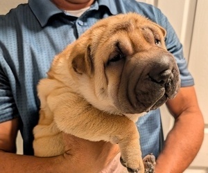 Ori-Pei Puppy for sale in LAKELAND, FL, USA