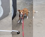 Small #1 Chihuahua