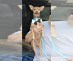 Small #3 Italian Greyhuahua