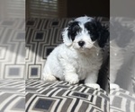 Small #3 Poodle (Toy)