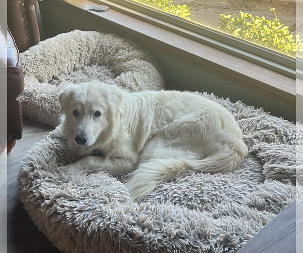 Medium Photo #8 Great Pyrenees Puppy For Sale in Dallas, TX, USA