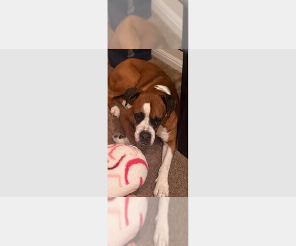Medium Photo #4 Boxer Puppy For Sale in Austin, TX, USA