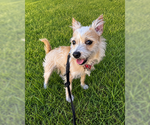 Small #5 Cairn Terrier Mix