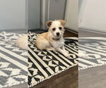 Small #4 Mutt