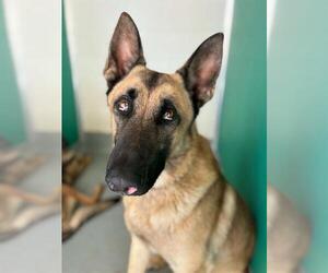 German Shepherd Dog-Unknown Mix Dogs for adoption in Visalia, CA, USA