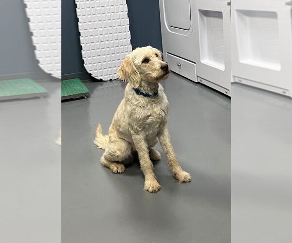 Medium Photo #2 Labrador Retriever-Unknown Mix Puppy For Sale in South Bend, IN, USA