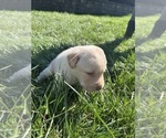 Small #6 Labrador Retriever