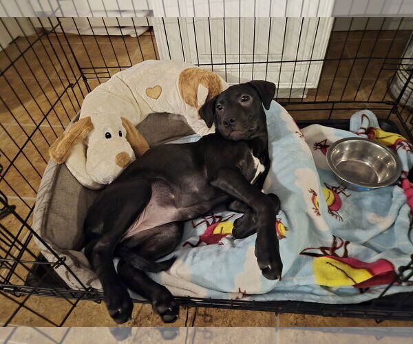 Medium Photo #7 American Pit Bull Terrier-Unknown Mix Puppy For Sale in Holly Springs, NC, USA