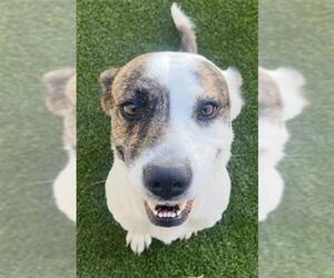 American Staffordshire Terrier-Unknown Mix Dogs for adoption in San Antonio, TX, USA