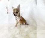 Small #8 Chihuahua