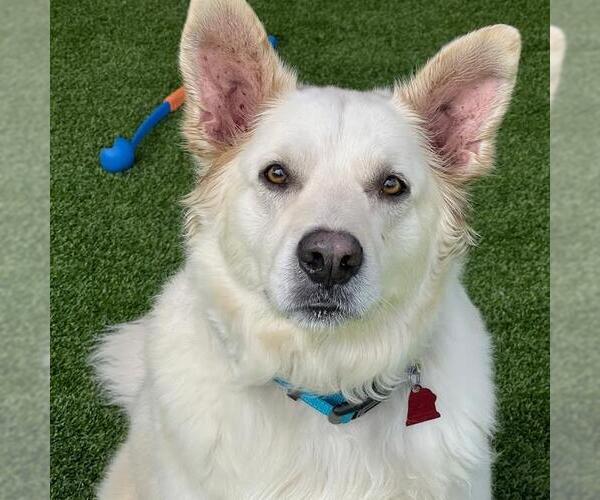 Medium Photo #7 Golden Pyrenees Puppy For Sale in San Diego, CA, USA