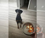 Small #2 Doberman Pinscher