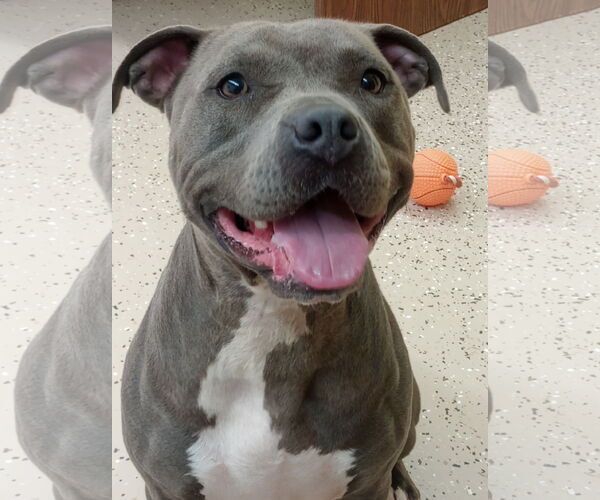 Medium Photo #16 American Pit Bull Terrier Puppy For Sale in York, SC, USA