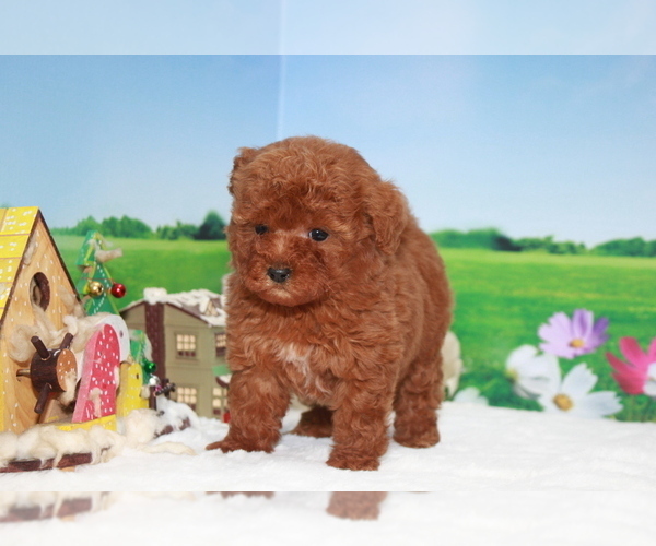Medium Photo #6 Poodle (Toy) Puppy For Sale in MANHATTAN, NY, USA