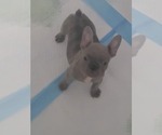 Small Photo #4 French Bulldog Puppy For Sale in FAYETTEVILLE, NC, USA