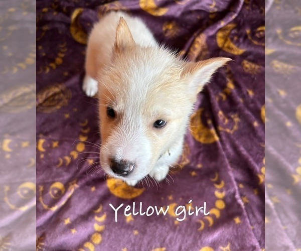 Medium Photo #2 German Shepherd Dog-Siberian Husky Mix Puppy For Sale in HOLTON, MI, USA