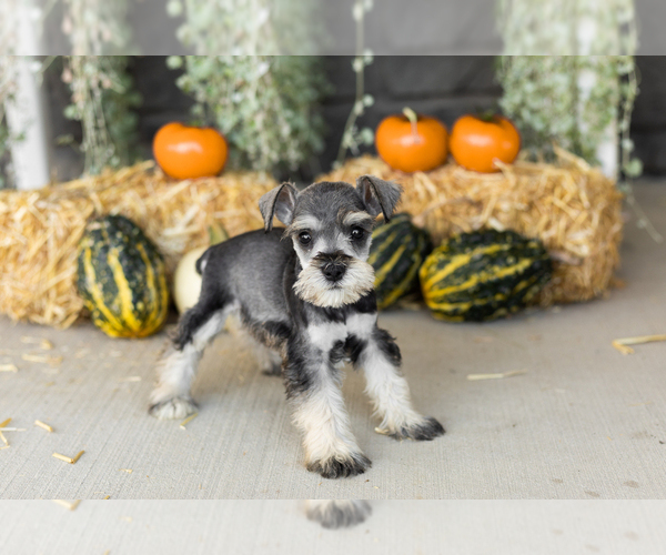 Medium Photo #13 Schnauzer (Miniature) Puppy For Sale in MILLERSBURG, IN, USA