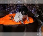 Puppy Puppy 6 German Shorthaired Pointer