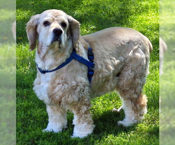 Medium Photo #2 Cocker Spaniel Puppy For Sale in Arlington, VA, USA