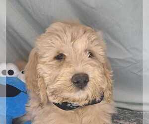 Goldendoodle Puppy for sale in GLADEWATER, TX, USA