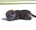 Small #2 Pug