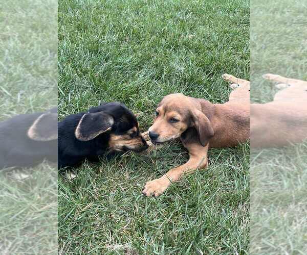 Medium Photo #4 Mutt Puppy For Sale in Springdale, PA, USA