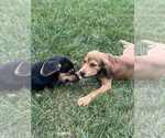 Small #3 Mutt